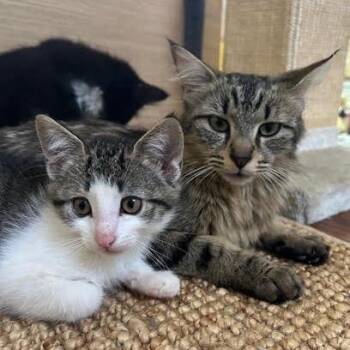 Cinnamon Bun -  Domestic Medium Hair Cat for Adoption in Los Angeles, California - Cinnamon Bun | PetCurious