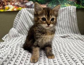 A551414 -  Domestic Medium Hair Cat Available for Adoption in Moreno Valley, California - A551414 | PetCurious