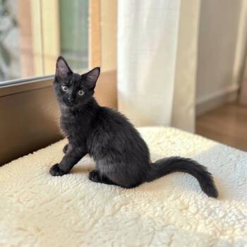 Parsley -  Domestic Medium Hair Cat for Adoption in Fort Worth, Texas - Parsley | PetCurious