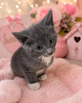 Linguine -  Domestic Short Hair Cat for Adoption in Fayetteville, Tennessee - Linguine | PetCurious