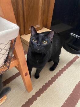 Domestic Short Hair Cats Available for Adoption in Riverside, California - Luna 3 | PetCurious