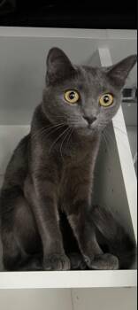 Zuki -  Sphynx Hairless Cat Cat for Adoption in Fruit Heights, Utah - Zuki | PetCurious