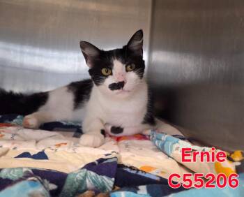 Domestic Short Hair Cats Available for Adoption in Clarksville, Tennessee - Ernie | PetCurious