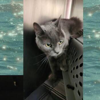 Roche -  Domestic Short Hair Cat for Adoption in Wheeling, Illinois - Roche | PetCurious