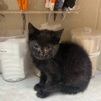 Kidd -  Domestic Short Hair Cat for Adoption in Lewisburg, West Virginia - Kidd | PetCurious