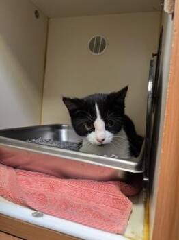 Domestic Short Hair Cats Available for Adoption in Fairfax, Virginia - Panda | PetCurious