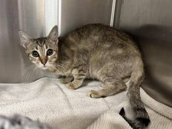Domestic Short Hair Cats Available for Adoption in Santa Monica, California - YOLKS | PetCurious