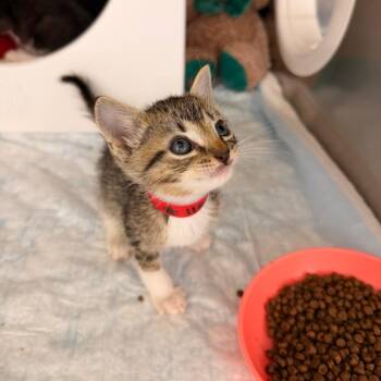 Domestic Short Hair Cats Available for Adoption - Wobble | PetCurious