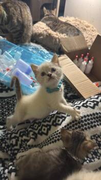Curare -  Siamese Cat for Adoption in Johnson City, Tennessee - Curare | PetCurious
