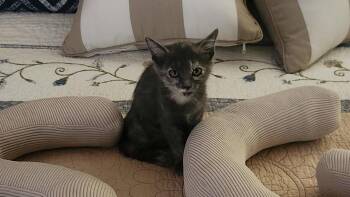 Honey -  American Shorthair Cat for Adoption in Roanoke, Alabama - Honey | PetCurious