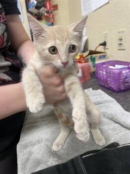 JENNA -  Domestic Short Hair Cat for Adoption in Fort Myers, Florida - JENNA | PetCurious