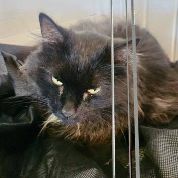 Artemis -  Domestic Long Hair Cat for Adoption in Seven Valleys, Pennsylvania - Artemis | PetCurious
