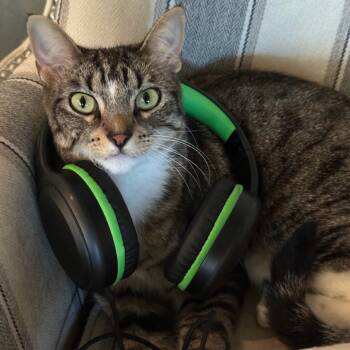 Rescue Domestic Long Hair Cats for Adoption in Webster, Texas - KitKat | PetCurious