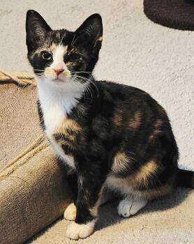 Nova -  Domestic Short Hair Cat for Adoption in Chesapeake Beach, Maryland - Nova | PetCurious