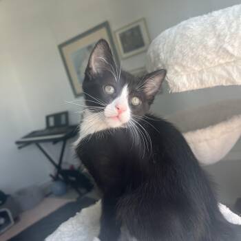 Kale -  Domestic Short Hair Cat Available for Adoption in Fresno, California - Kale | PetCurious