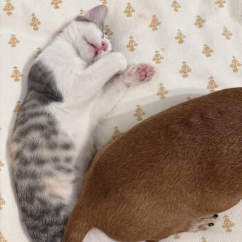 Catniss (bonded with Keanu) -  Domestic Short Hair Cat for Adoption in Los Angeles, California - Catniss (bonded With Keanu) | PetCurious