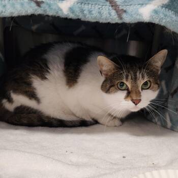 Lollipop -  American Shorthair and Mixed Breed Cat for Adoption in Fort Wayne, Indiana - Lollipop | PetCurious