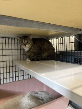 Buster -  Domestic Short Hair Cat Available for Adoption in Clyde, Texas - Buster | PetCurious