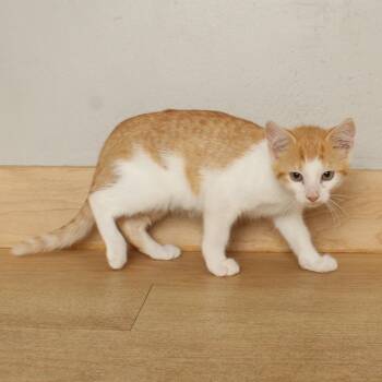 Forrest C70778 -  Domestic Short Hair Cat for Adoption in Minnetonka, Minnesota - Forrest C70778 | PetCurious