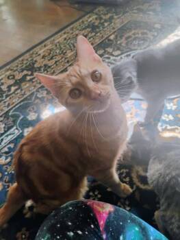 Rescue Domestic Short Hair Cats for Adoption in Scotland Neck, North Carolina - Tango | PetCurious