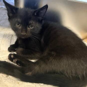 Mystique -  Domestic Short Hair Cat Available for Adoption in Corinth, Mississippi - Mystique | PetCurious