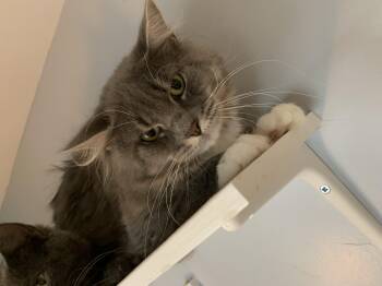 Rescue Domestic Medium Hair Cats for Adoption in Salisbury, Massachusetts - Cherry Garcia | PetCurious