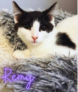 Rescue Domestic Short Hair Cats for Adoption in Austintown, Ohio - Remy | PetCurious