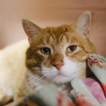 Domestic Short Hair Cats Available for Adoption - Finnegan Fox  | PetCurious
