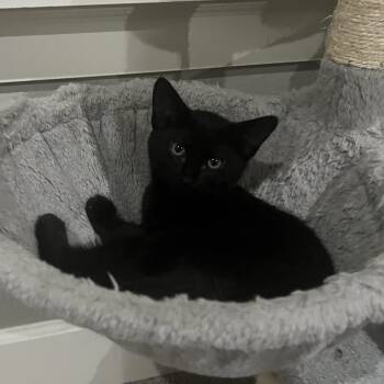 Domestic Short Hair Cats Available for Adoption in Bentonville, Arkansas - Claudette | PetCurious