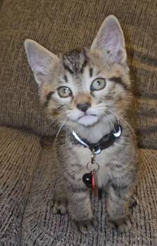 Tabby Cats Available for Adoption in Pasco, Washington - Leonardo | PetCurious