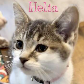 Domestic Short Hair Cats Available for Adoption in Syracuse, New York - Helia | PetCurious