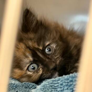 Missoula -  Domestic Long Hair Cat Available for Adoption in Idaho Falls, Idaho - Missoula | PetCurious