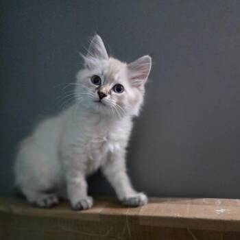 Butterfly -  Domestic Long Hair Cat for Adoption in Houston, Texas - Butterfly | PetCurious