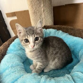 Mia -  Domestic Short Hair Cat Available for Adoption in Palmetto, Florida - Mia | PetCurious