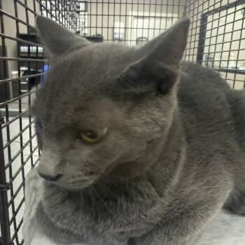 Goose -  Domestic Short Hair Cat for Adoption in Midland, Texas - Goose | PetCurious