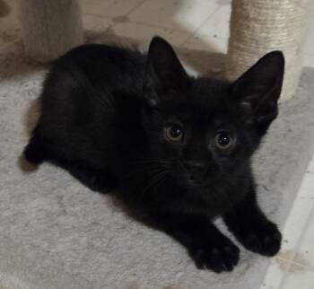 Domestic Short Hair Cats Available for Adoption in Fort Collins, Colorado - Takis | PetCurious
