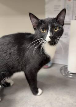 Domestic Short Hair Cats Available for Adoption - Badger | PetCurious