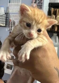 Enoki- Green -  Domestic Short Hair Cat for Adoption in Chamblee, Georgia - Enoki- Green | PetCurious