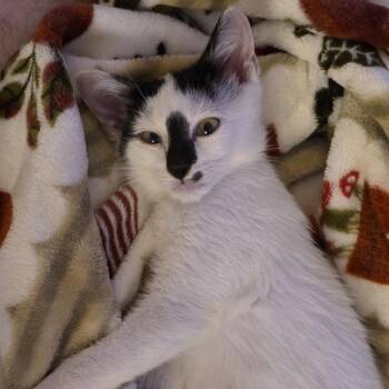 James May -  American Shorthair Cat for Adoption in Madison, Wisconsin - James May | PetCurious