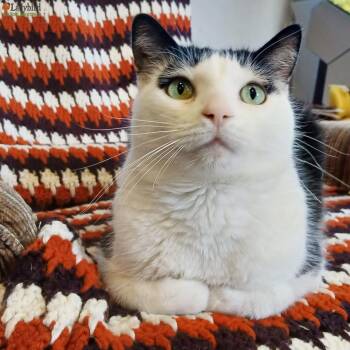 Stanley -  Domestic Short Hair Cat for Adoption in Hamilton, Ontario - Stanley | PetCurious