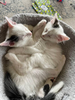 Rescue Domestic Medium Hair Cats for Adoption in Island Lake, Illinois - Yuki | PetCurious