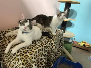 Elizabeth -  Domestic Short Hair Cat for Adoption in Germantown, Ohio - Elizabeth | PetCurious