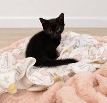 Andrew -  Domestic Short Hair Cat for Adoption in Paducah, Kentucky - Andrew | PetCurious