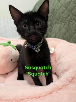 Rescue Domestic Short Hair Cats for Adoption in Champaign, Illinois - Sasquatch | PetCurious