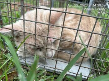 MONTERAY -  Domestic Short Hair Cat for Adoption in Ocala, Florida - MONTERAY | PetCurious