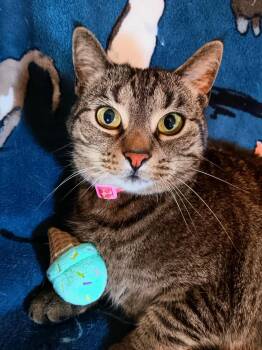 Rescue Tabby Cats for Adoption in Quincy, Ohio - Luna | PetCurious