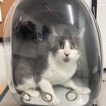Charlie -  Domestic Short Hair Cat for Adoption in Edinburg, Texas - Charlie | PetCurious