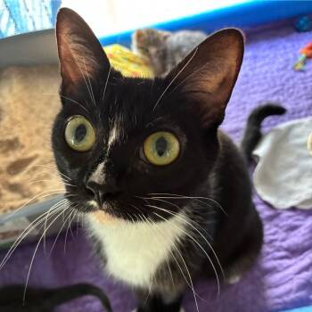 Domestic Short Hair Cats Available for Adoption in Blairsville, Georgia - Shadow (Mom) | PetCurious