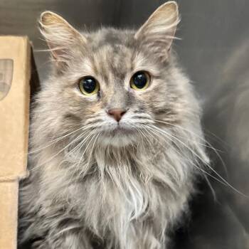 Domestic Short Hair Cats Available for Adoption in West Olive, Michigan - Estella (Petco) | PetCurious