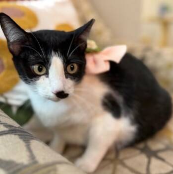 Flora the Adora(ble) -  Tuxedo and Domestic Short Hair Cat for Adoption in Friendswood, Texas - Flora The Adora(ble) | PetCurious